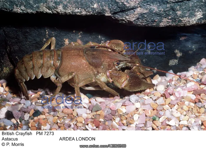  : BRITISH CRAYFISH