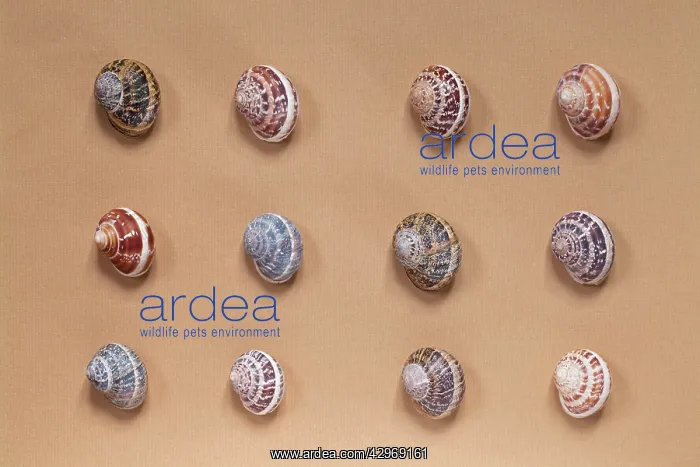 : British Garden snail shells - showing pattern variations : British Garden snail shells - showing pattern variations