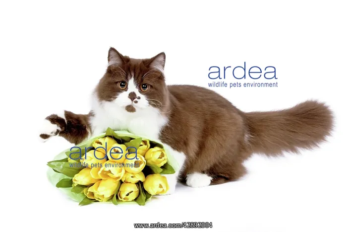  : British Long Hair Cat - kitten with flowers