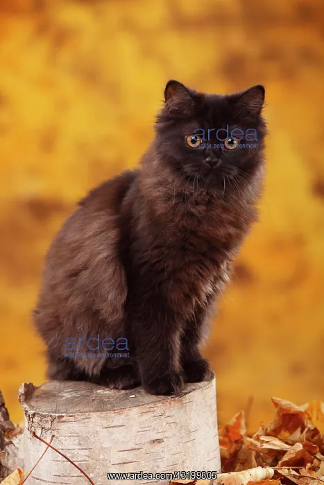 : British Longhair, 6 months, black, Highlander, sits : British Longhair, 6 months, black, Highlander, sits
