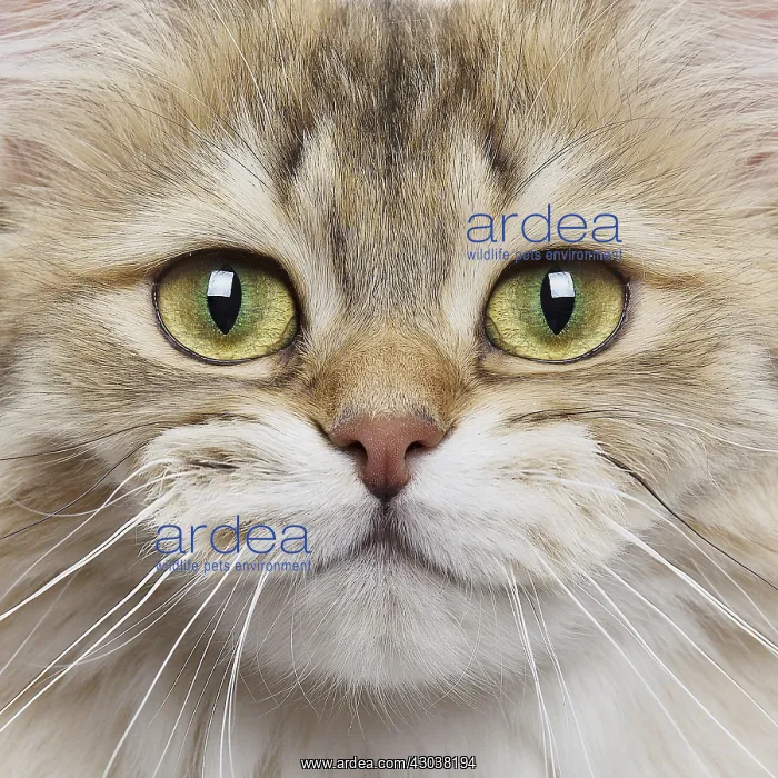 : British longhair black golden shaded Cat, smiling, close up : British longhair black golden shaded Cat, smiling, close up
