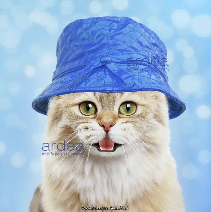 : British longhair black golden shaded cat, smiling : British longhair black golden shaded cat, smiling
