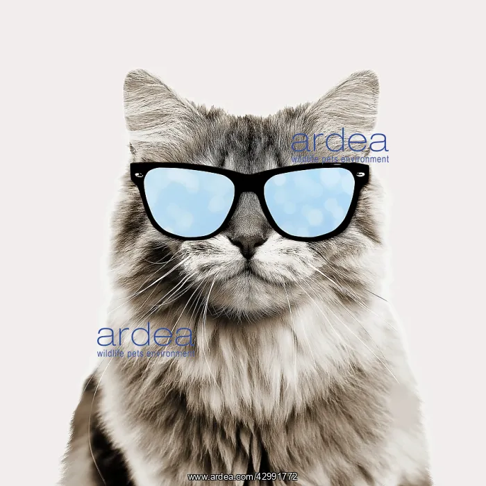 : British longhair black golden shaded Cat, smiling : British longhair black golden shaded Cat, smiling