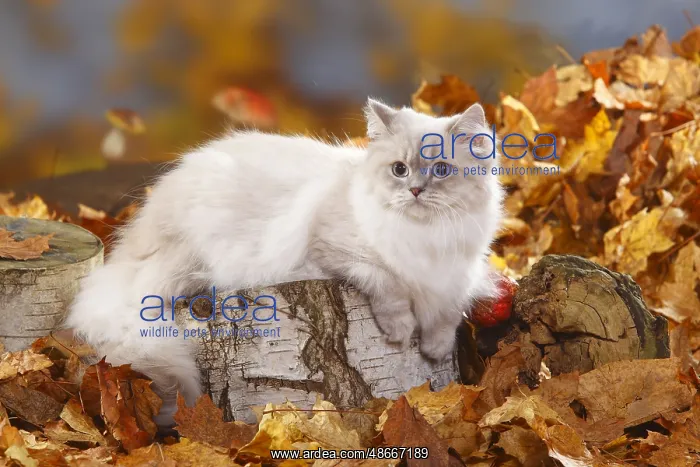 : British longhair cat, blue-silver tabby-point, Highlander : British longhair cat, blue-silver tabby-point, Highlander