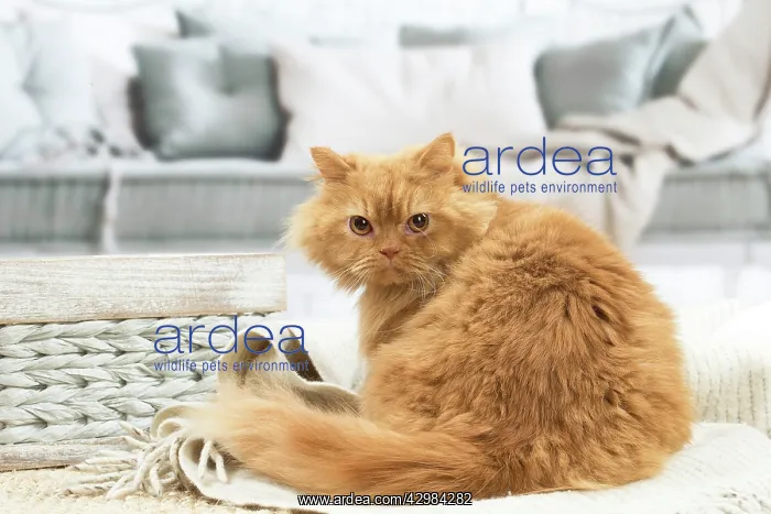 : British longhair cat indoors : British longhair cat indoors