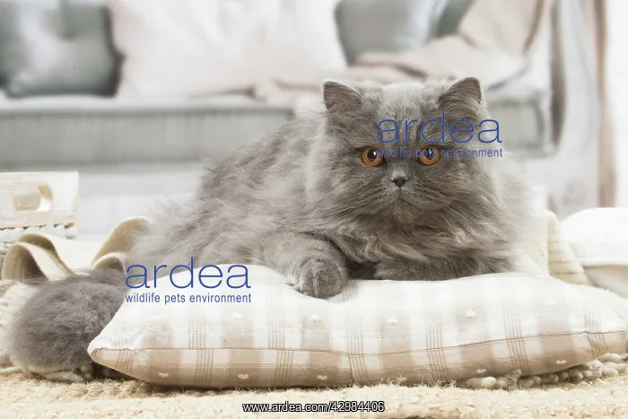 : British longhair cat indoors : British longhair cat indoors