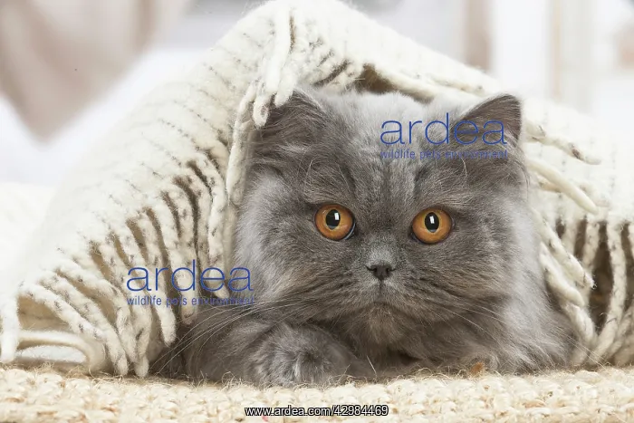 : British longhair cat indoors : British longhair cat indoors