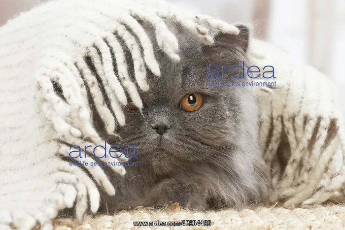 : British longhair cat indoors : British longhair cat indoors