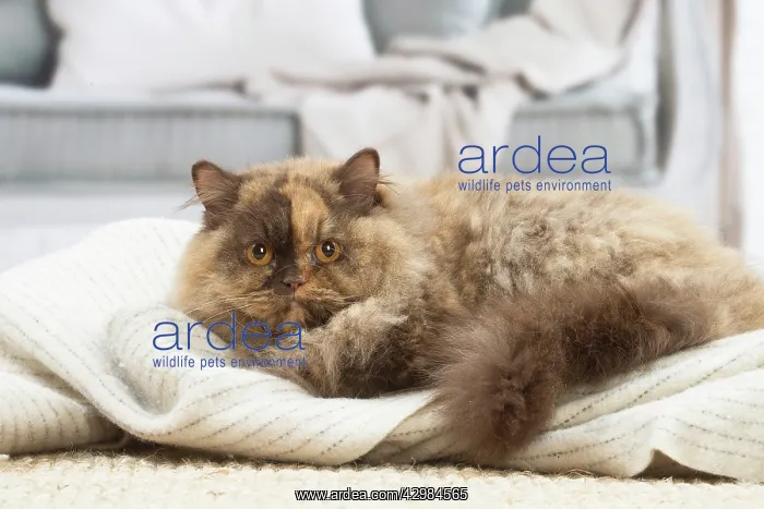 : British longhair cat indoors : British longhair cat indoors