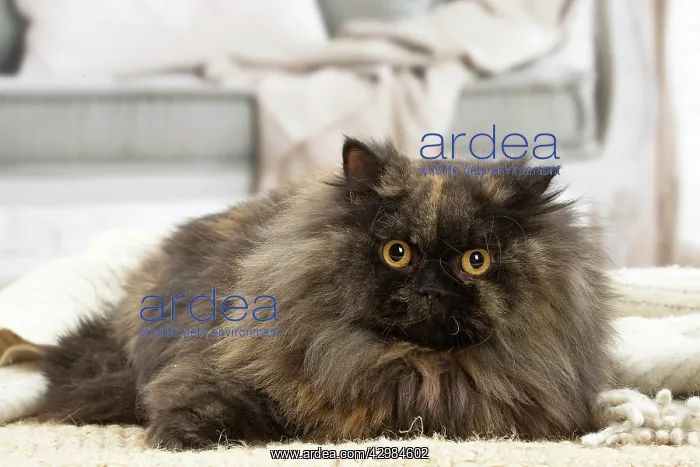 : British longhair cat indoors : British longhair cat indoors