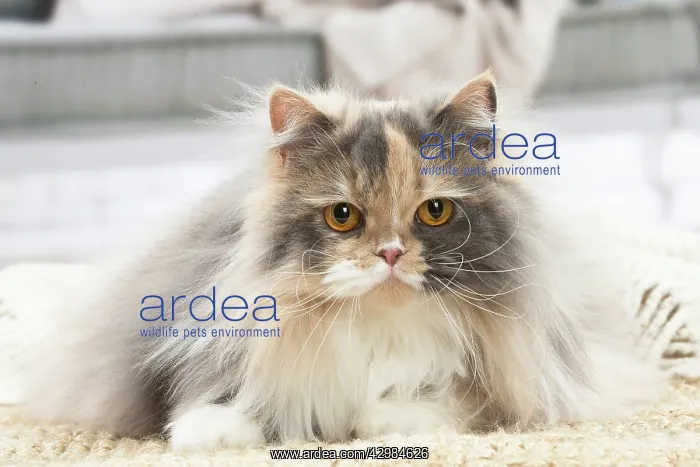 : British longhair cat indoors : British longhair cat indoors