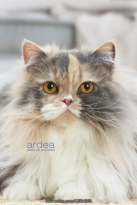 : British longhair cat indoors : British longhair cat indoors