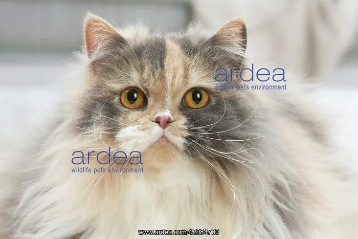 : British longhair cat indoors : British longhair cat indoors