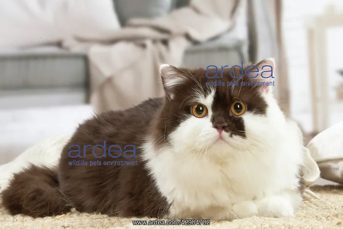 : British longhair cat indoors : British longhair cat indoors