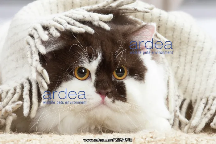 : British longhair cat indoors : British longhair cat indoors