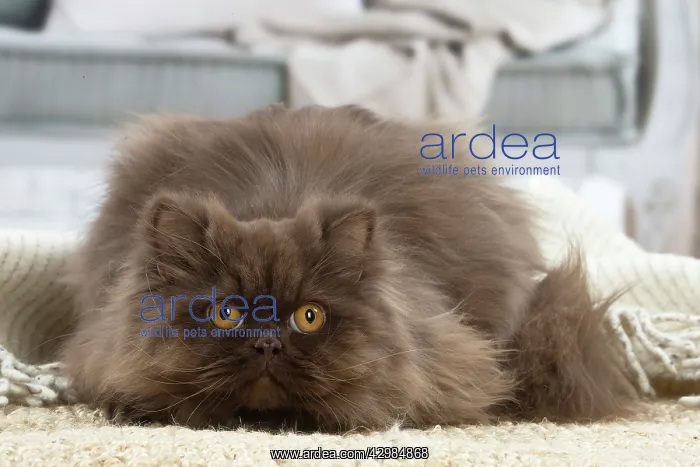 : British longhair cat indoors : British longhair cat indoors
