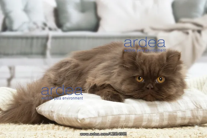 : British longhair cat indoors : British longhair cat indoors