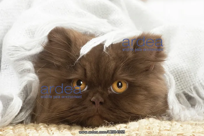 : British longhair cat indoors : British longhair cat indoors