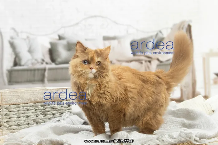 : British longhair cat indoors : British longhair cat indoors