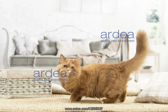 : British longhair cat indoors : British longhair cat indoors
