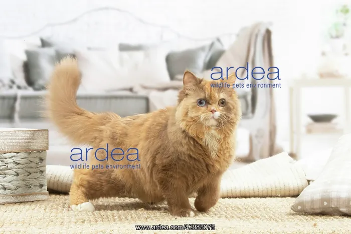 : British longhair cat indoors : British longhair cat indoors