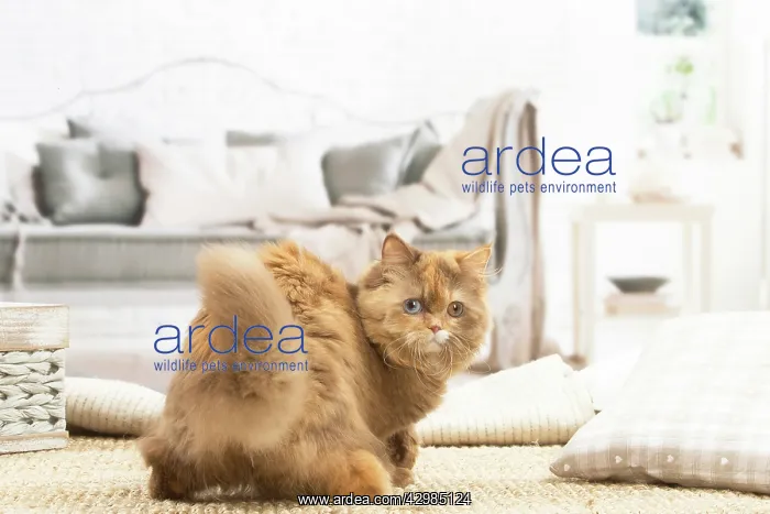 : British longhair cat indoors : British longhair cat indoors