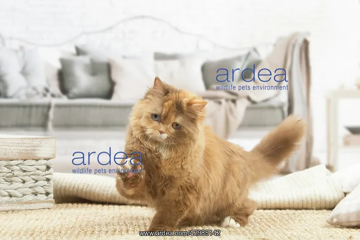 : British longhair cat indoors : British longhair cat indoors