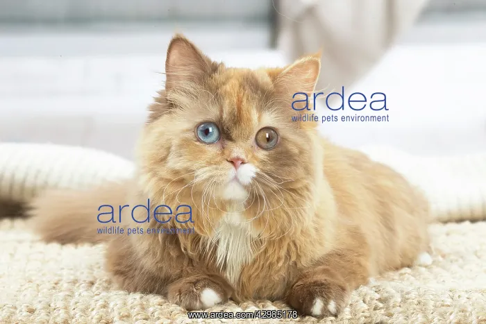 : British longhair cat indoors : British longhair cat indoors