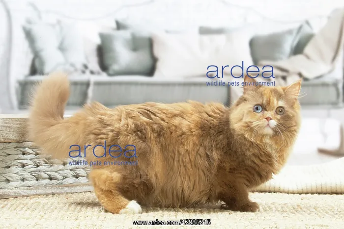 : British longhair cat indoors : British longhair cat indoors