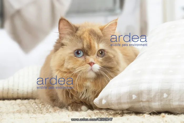 : British longhair cat indoors : British longhair cat indoors