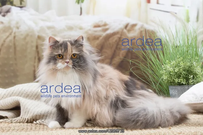 : British longhair cat indoors : British longhair cat indoors