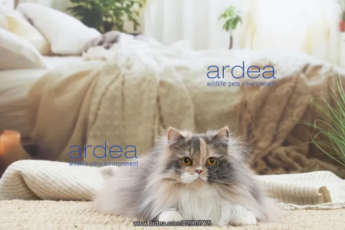 : British longhair cat indoors : British longhair cat indoors