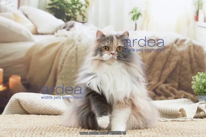 : British longhair cat indoors : British longhair cat indoors