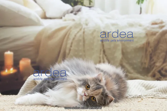 : British longhair cat indoors : British longhair cat indoors