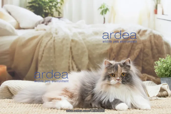 : British longhair cat indoors : British longhair cat indoors