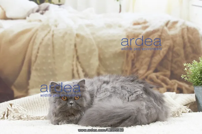 : British longhair cat indoors : British longhair cat indoors