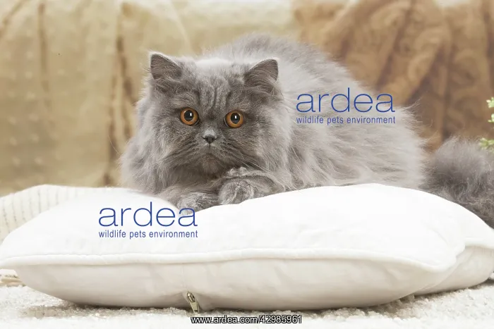 : British longhair cat indoors : British longhair cat indoors