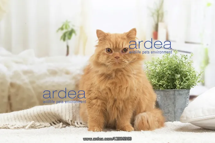 : British longhair cat indoors : British longhair cat indoors
