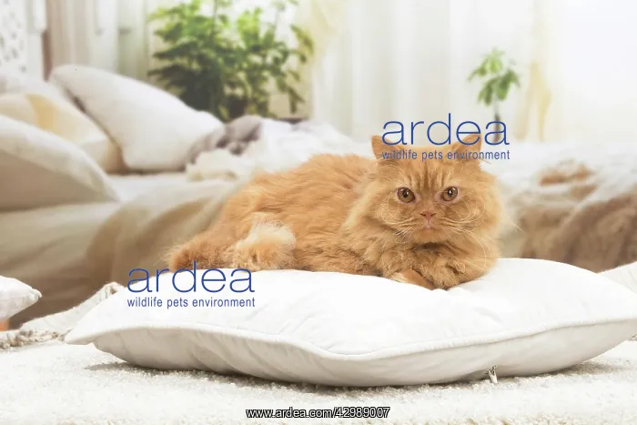 : British longhair cat indoors : British longhair cat indoors