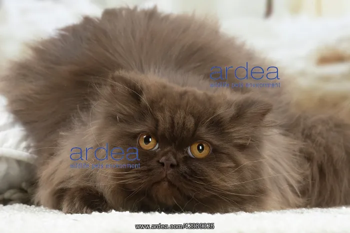 : British longhair cat indoors : British longhair cat indoors