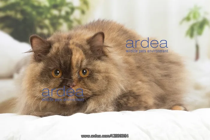 : British longhair cat indoors : British longhair cat indoors
