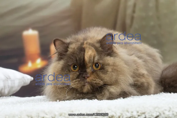 : British longhair cat indoors : British longhair cat indoors