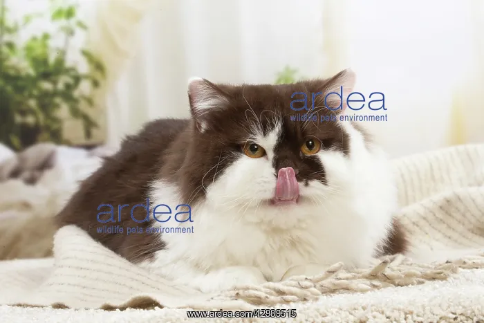 : British longhair cat indoors : British longhair cat indoors