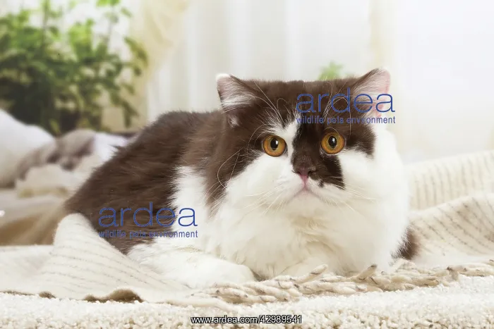 : British longhair cat indoors : British longhair cat indoors