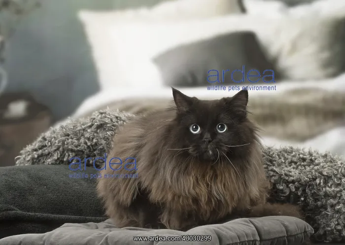  : British Longhair cat indoors