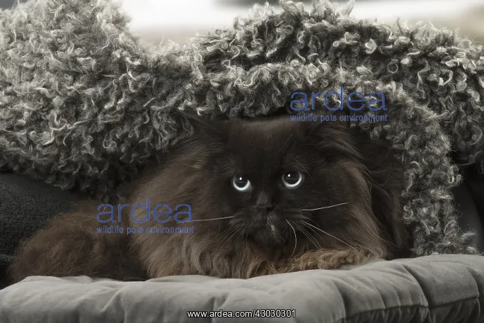  : British Longhair cat indoors