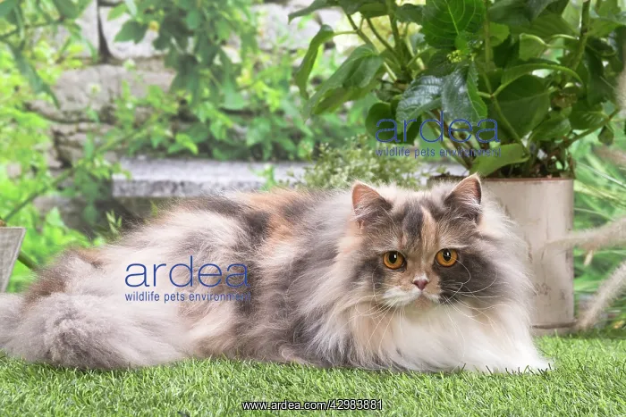: British longhair cat outdoors in the garden : British longhair cat outdoors in the garden