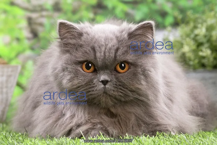 : British longhair cat outdoors in the garden : British longhair cat outdoors in the garden