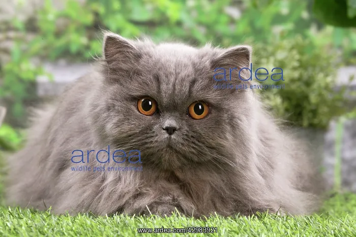 : British longhair cat outdoors in the garden : British longhair cat outdoors in the garden