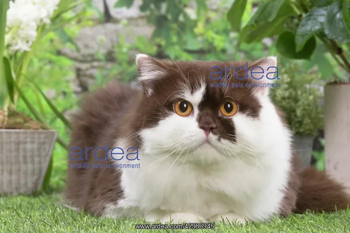 : British longhair cat outdoors in the garden : British longhair cat outdoors in the garden